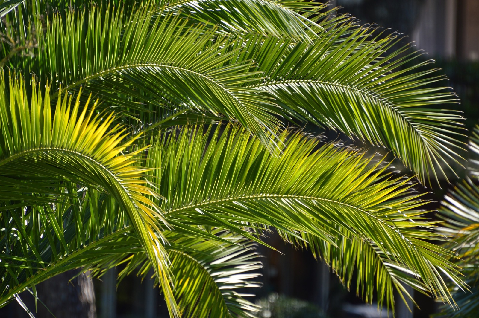 Palmsonntag – „Erwartungen“